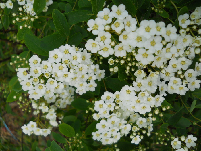 spiraea