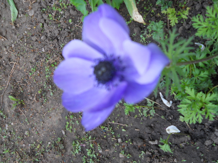 anemone