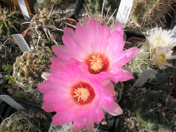 Thelocactus schwartzii - flori - Thelocactus