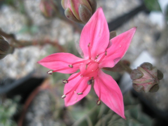 Tacitus bellus - floare - Graptopetallum