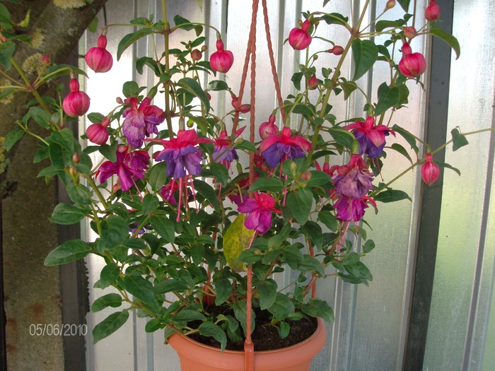 9  -06 -2010 002 - Fuchsia