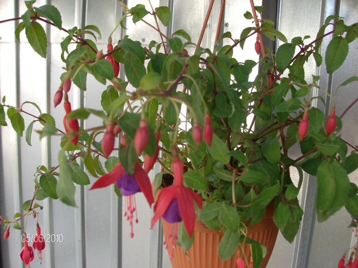 9  -06 -2010 028 - Fuchsia