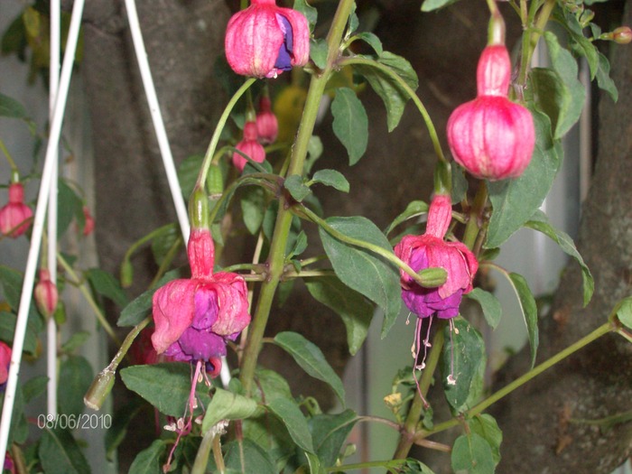 9  -06 -2010 038 - Fuchsia