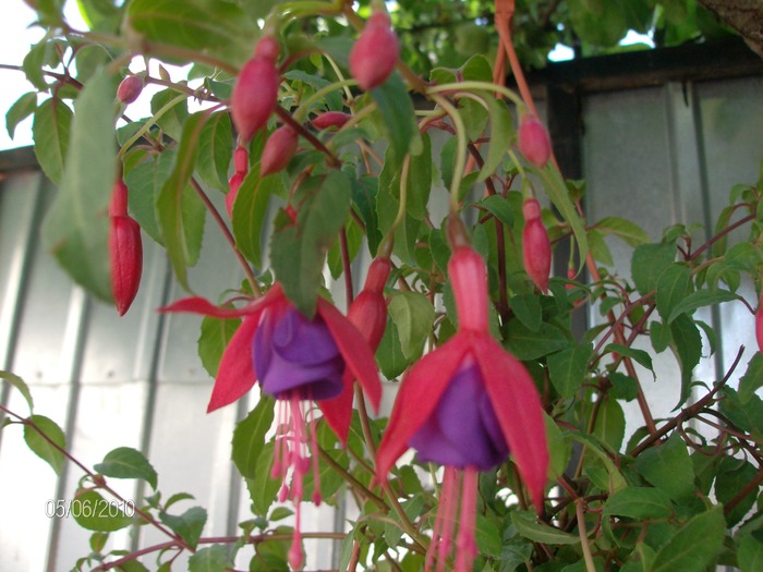 9  -06 -2010 041 - Fuchsia