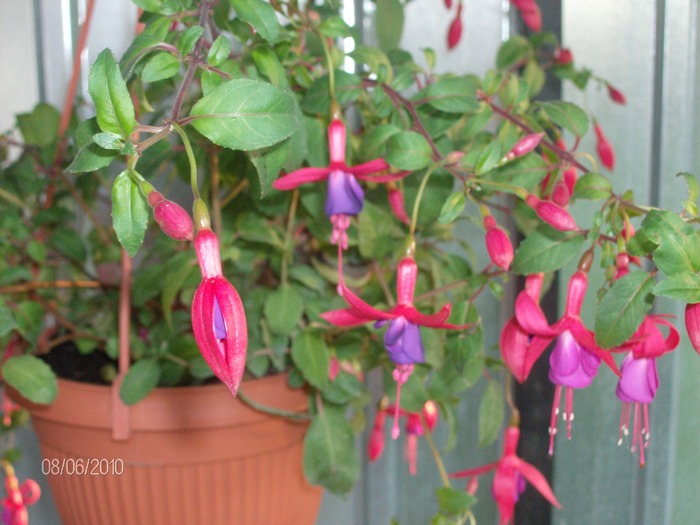 9  -06 -2010 076 - Fuchsia