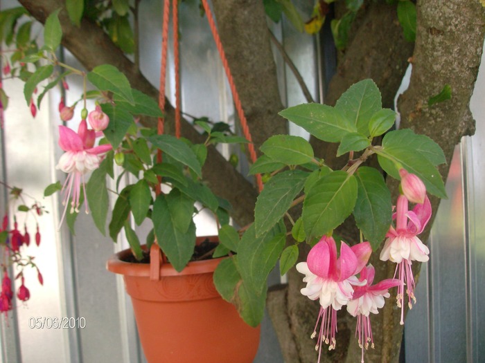 9  -06 -2010 093 - Fuchsia