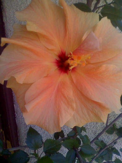 hibiscus orange pal - florile mele