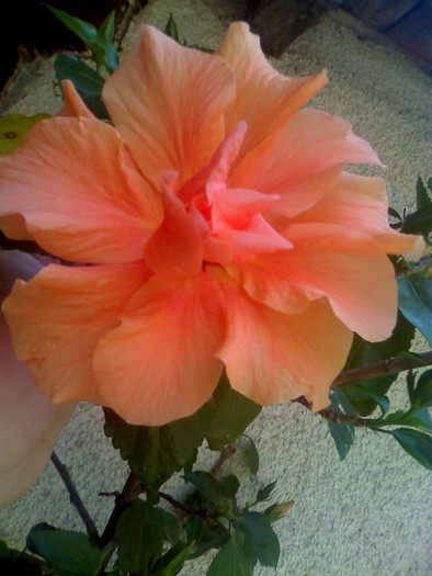 hibiscus - florile mele