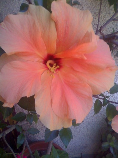 hiscus roz pal - florile mele