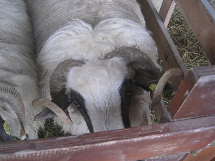 IMG_5544 - Tim Agralim 2010