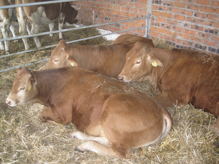 IMG_5580 - Tim Agralim 2010