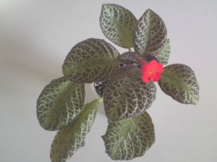 Episcia Silver Fog (1) - Episcia