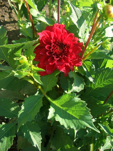 dahlia pitica