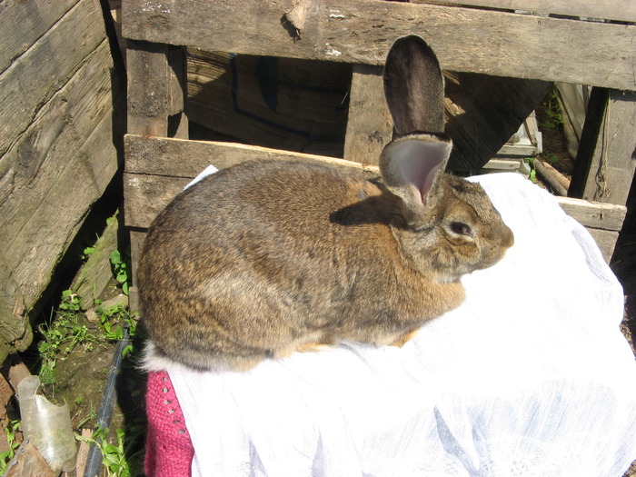 urias gri german femela 1 an