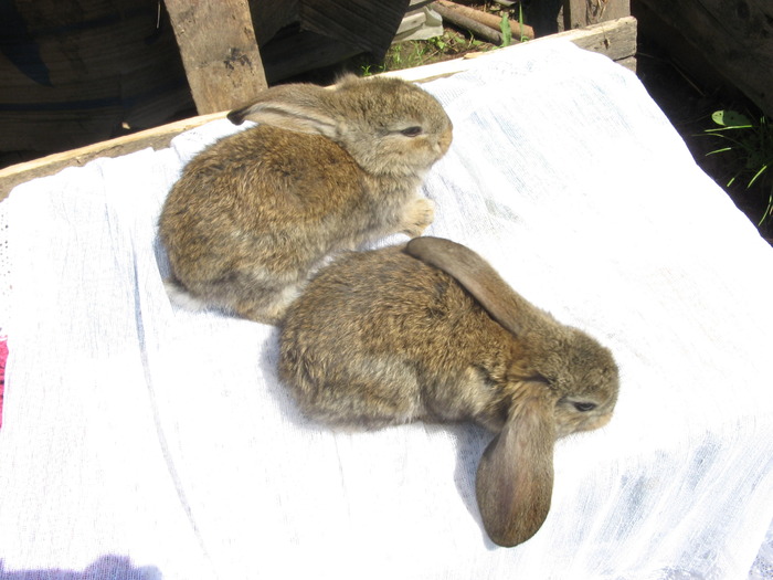 berbece german 2 luni