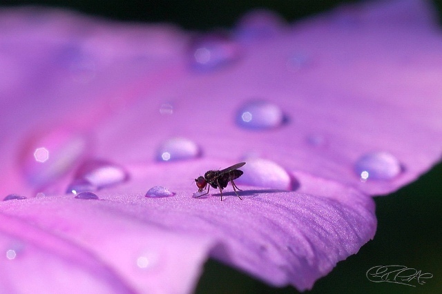 download-free-desktop-wallpaper-nature-thirsty-fly-Cesar-R-pic