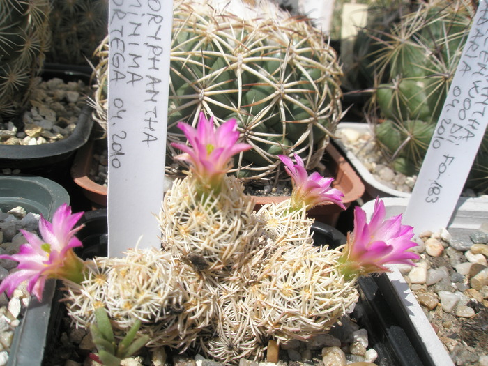 Coryphantha minima - 10.06 - Coryphantha