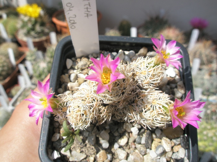 Coryphantha minima cu flori