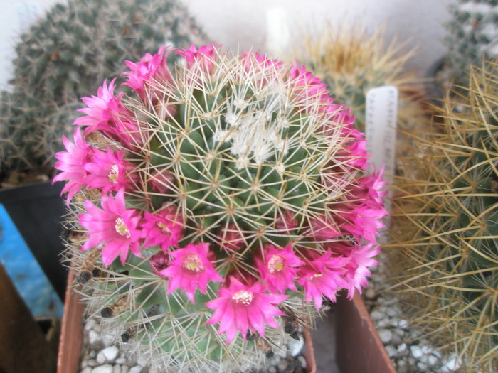 Mammillaria ernestii - 10.06