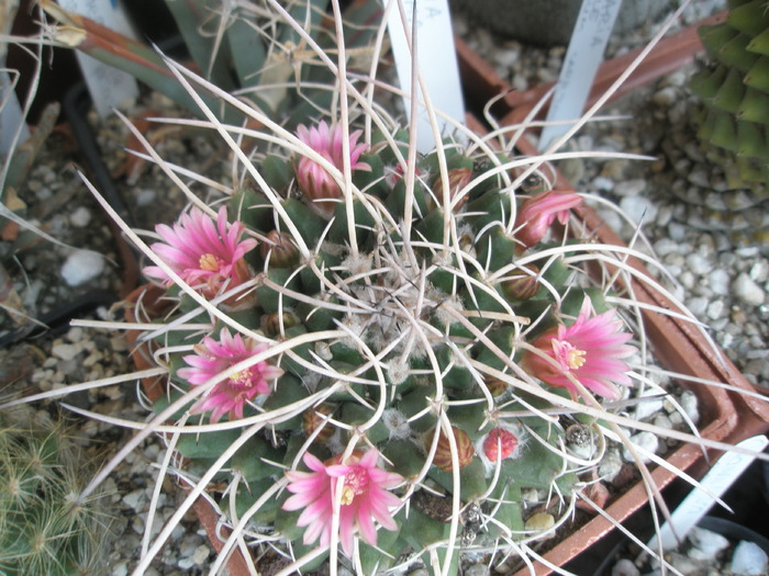 Mammillaria de la Bogdan - 10.06 - Mammillaria