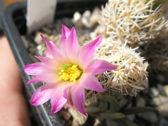 Coryphantha minima - floare