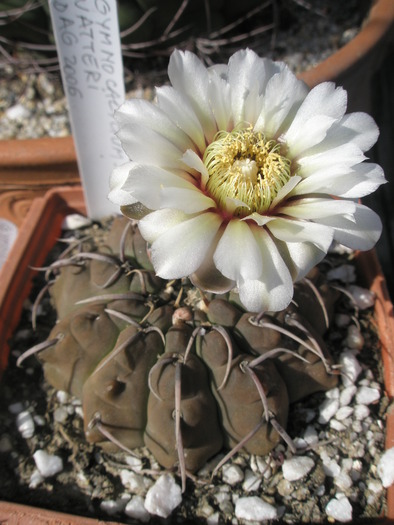 Gymnocalycium vatterii de la Dag - 10.06 - Gymnocalycium