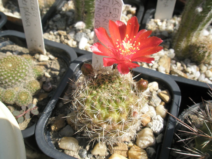 Rebutia fiebrigii - 10.06 - Rebutia