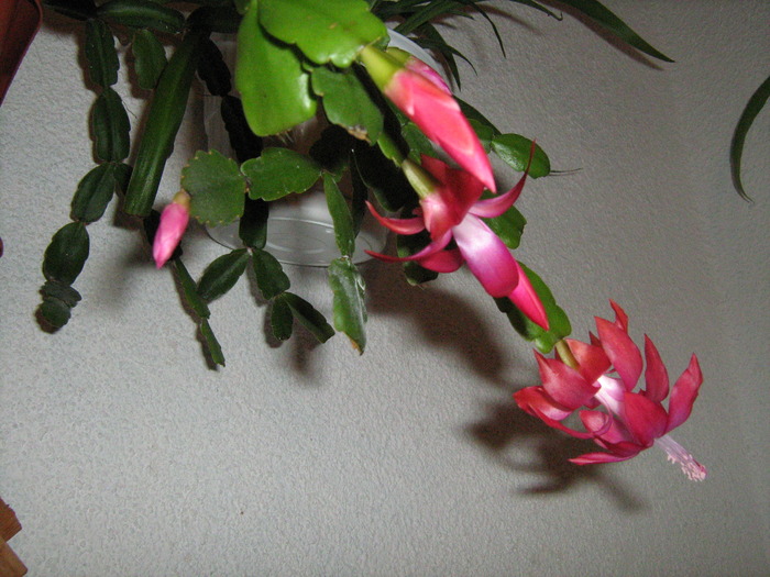 floarea de craciun - Flori-splendori-culori