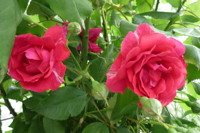 rosu ciclam urcator  in 5 iunie 2010 rosu ciclam urcator  in 5 iunie 2010