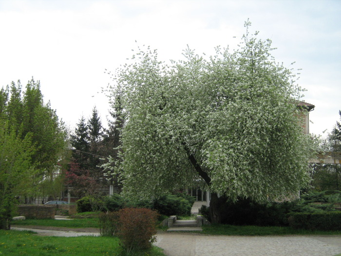 copac inflorit