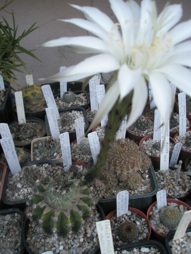 Turbinicarpus altoit pe Echinopsis florifer - 10.06 - Echinopsis