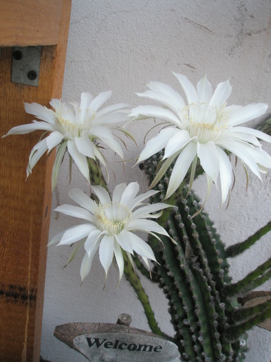 Echinopsis mamilosa - 10.06 - Echinopsis