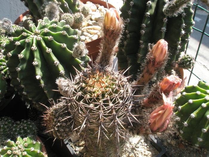 Echinopsis x Lobivia cu florile trecute - Echinopsis