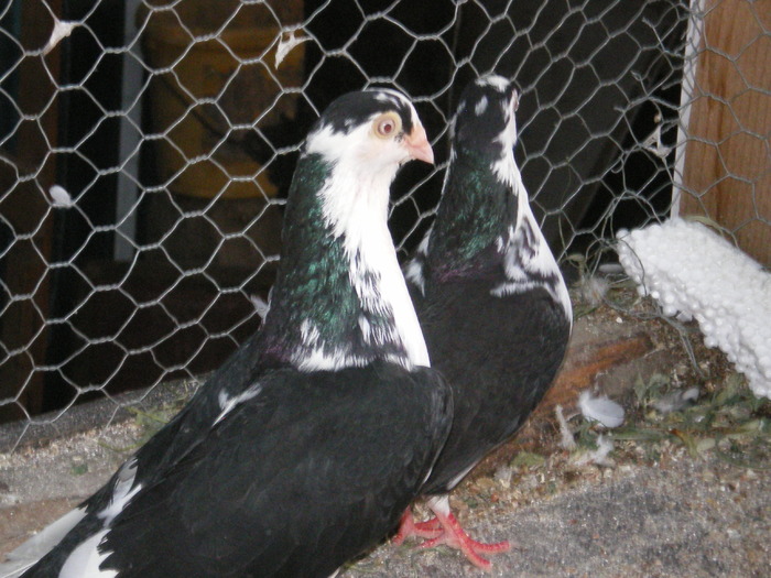 galateni pereche - Porumbei pe care iam avut