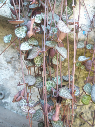 Ceropegia woodii - 08.06 - Ceropegia