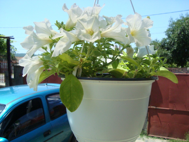 petunia alba - 10 iunie 2010 - flori