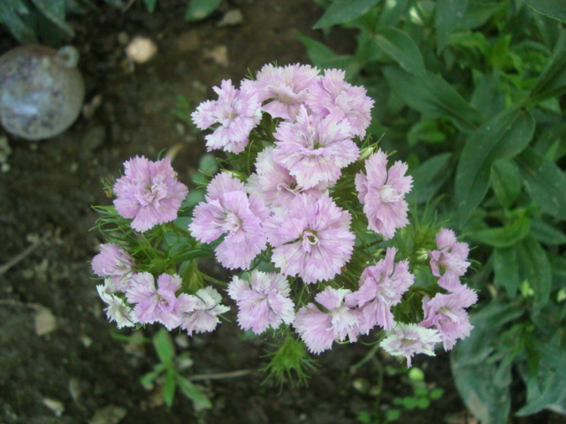 scanteioara roz - 10 iunie 2010 - flori