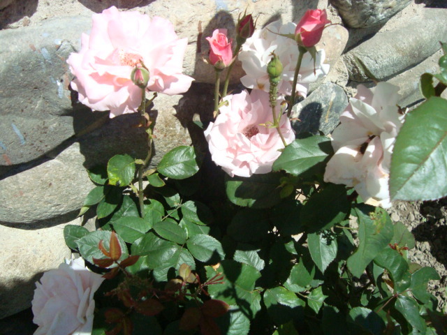 trandafiri - 10 iunie 2010 - flori