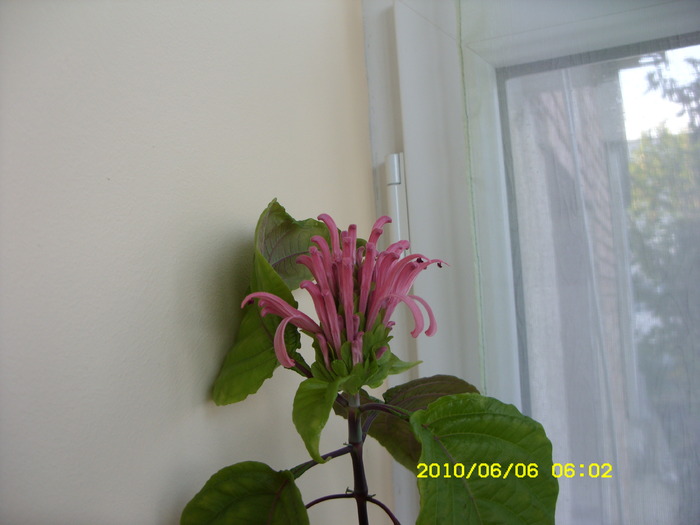 SDC13435 - FLORI 2010