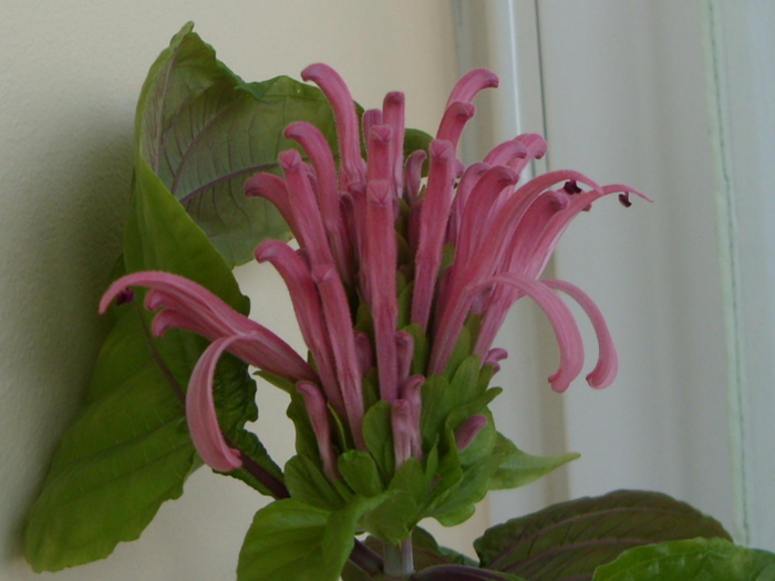 justisia sau ”coroana regala”