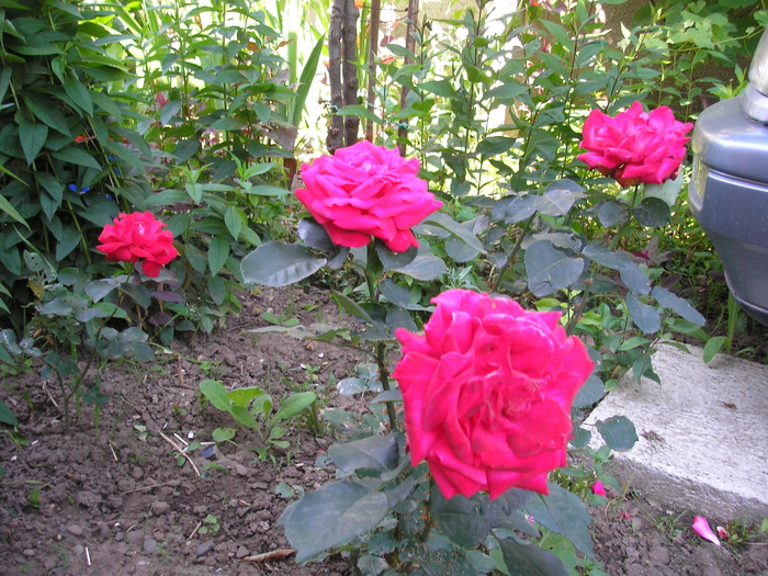 trandafiri - L-flori din curte