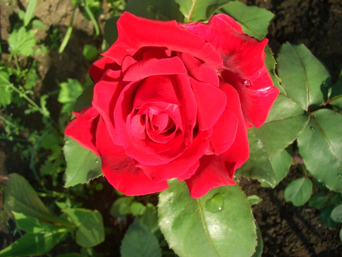 mr lincoln - trandafiri 2010