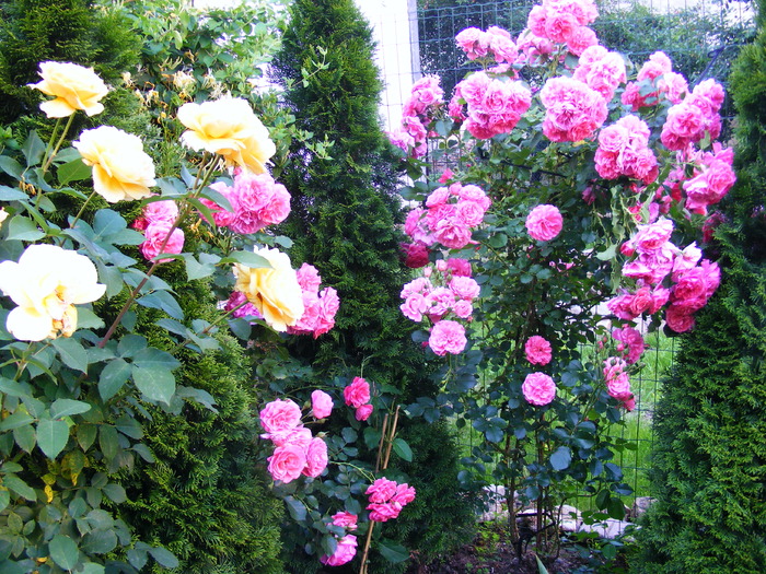 TR_ROZ_10_iunie_2010 065