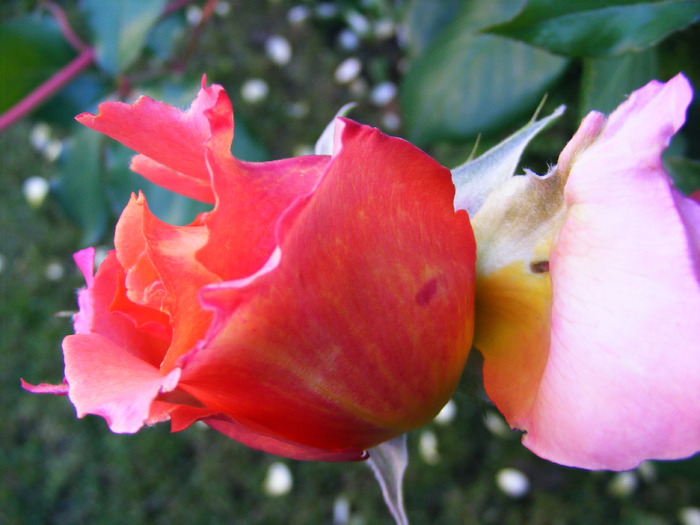 ALBRECHT_DURER_10_iunie_2010 055