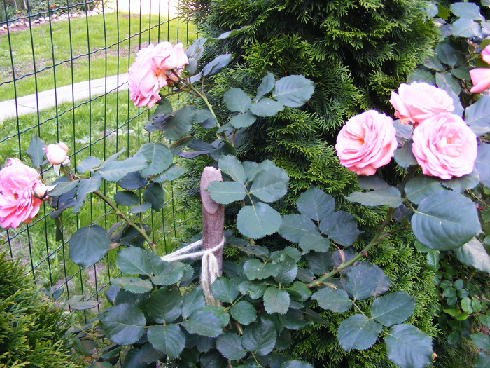 AMELIE_POULEN_10_iunie_2010 026