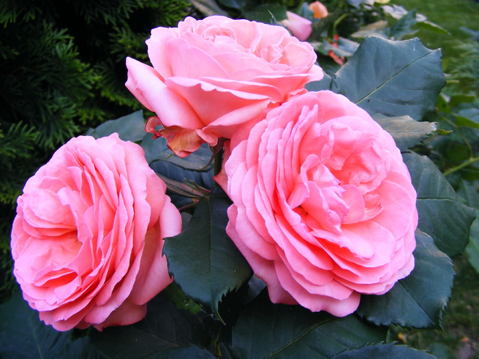 amelie_poulen_10_iunie_2010 039