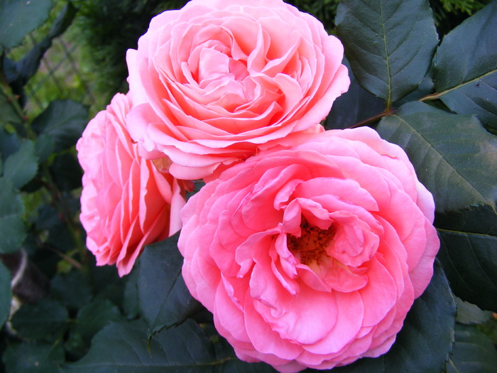 amelie_poulen_10_iunie_2010 040