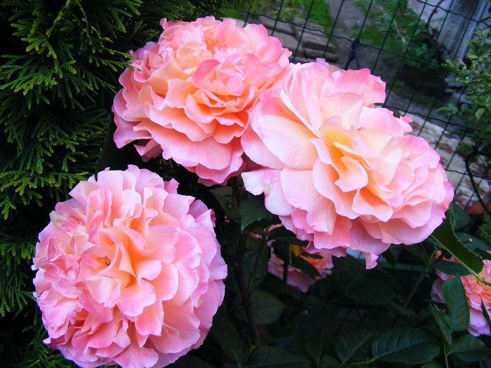 AUGUSTA_LOUISE_10_iunie_2010 030