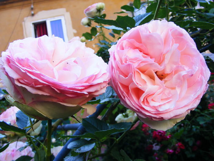 EDEN_ROSE_10_iunie_2010 020