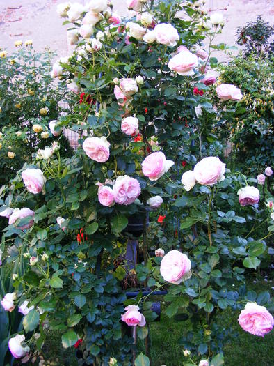 EDEN_ROSE_10_iunie_2010 023